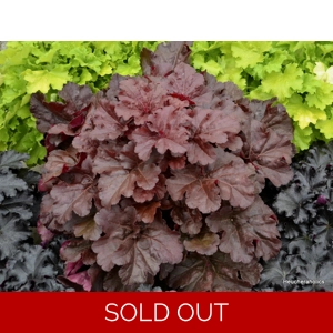 Heuchera 'Mahogany Monster'